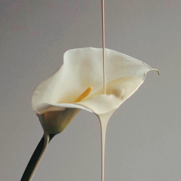 Scented liquid dripping on a flower, showcasing the aesthetic of Mémoire des Sens . Fragrance , Eau de parfum 